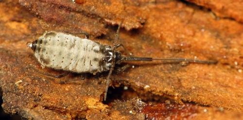 Réf. 53 514 : Stomaphis sp.