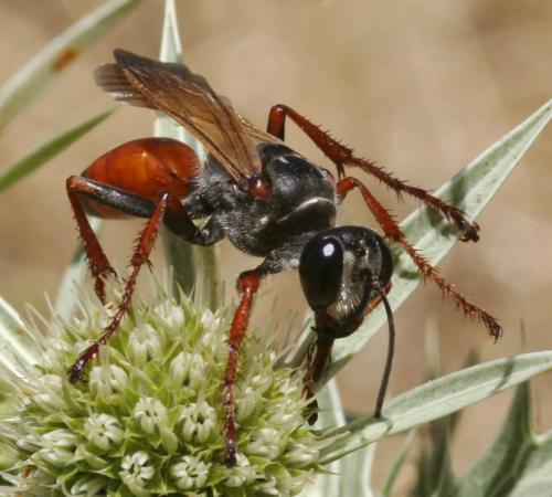 Réf. 53 572 : Sphex funerarius