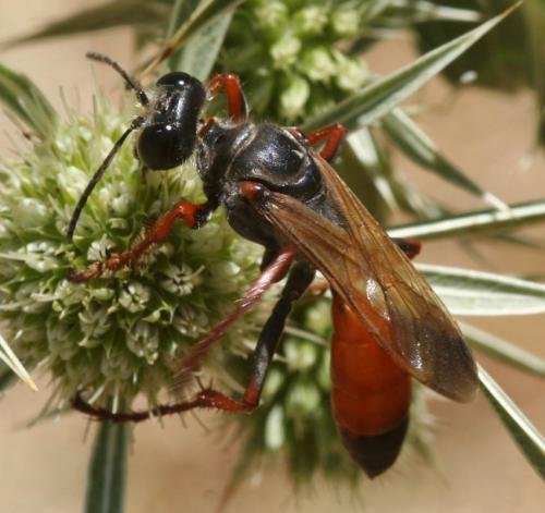 Réf. 53 592 : Sphex funerarius