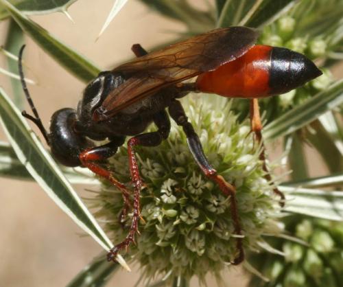 Réf. 53 593 : Sphex funerarius