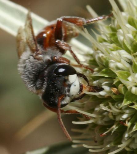 Réf. 53 625 : Andrena variabilis