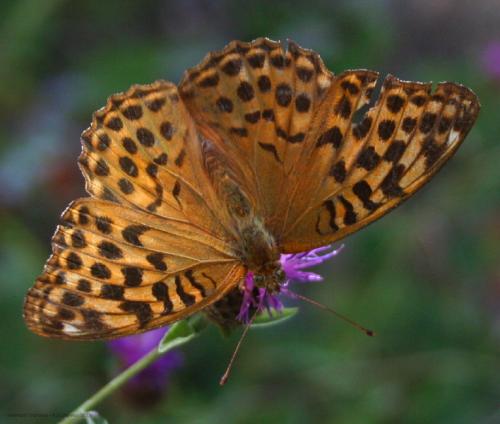 Argynnis paphia