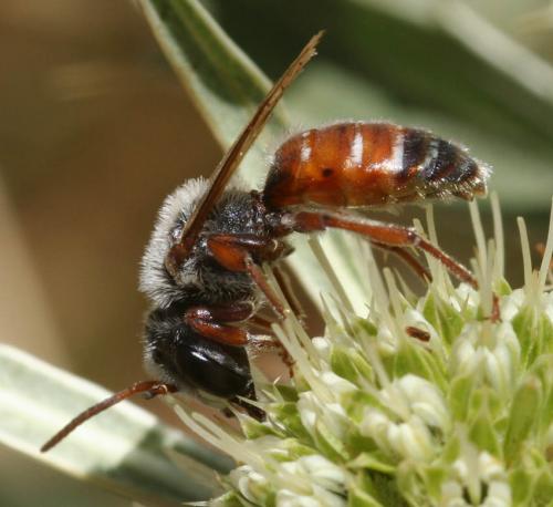 Réf. 53 626 : Andrena variabilis