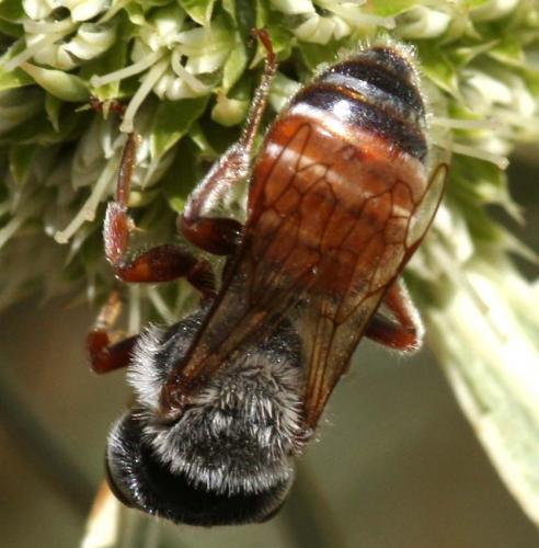 Réf. 53 627 : Andrena variabilis