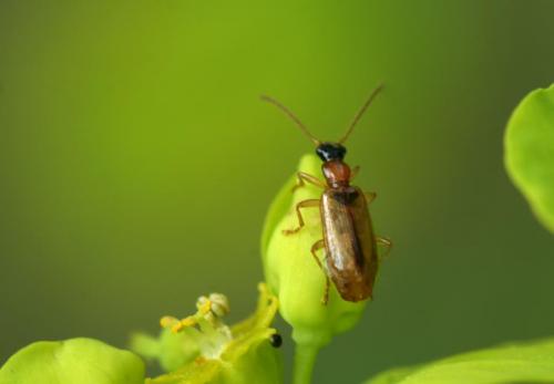Réf. 53 660 : Demetrias atricapillus
