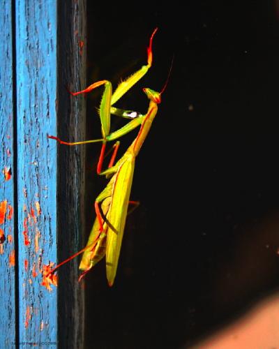Mantis religiosa