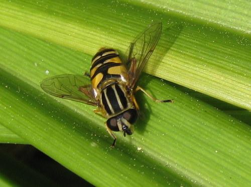 Helophilus pendulus