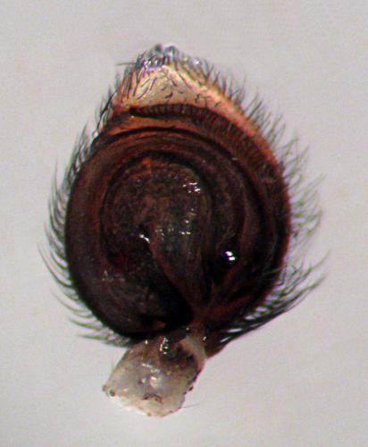 Philodromus dispar