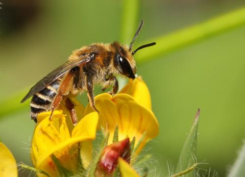 Andrena sp.