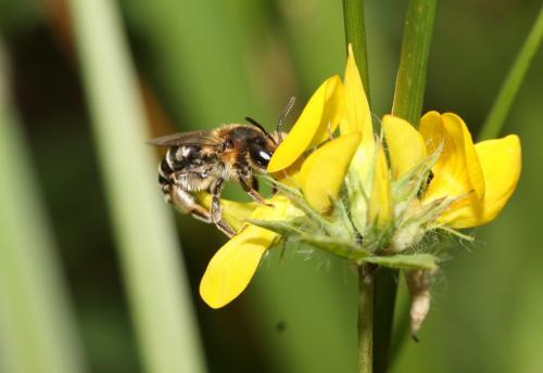 Réf. 53 838 : Andrena sp.