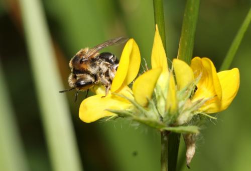 Andrena sp.