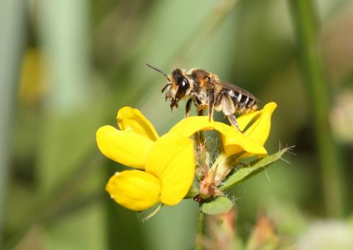 Andrena sp.