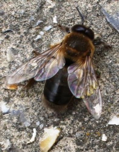 Réf. 53 000 : Apis mellifera