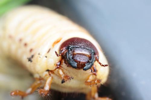 Réf. 53 321 : Oryctes nasicornis