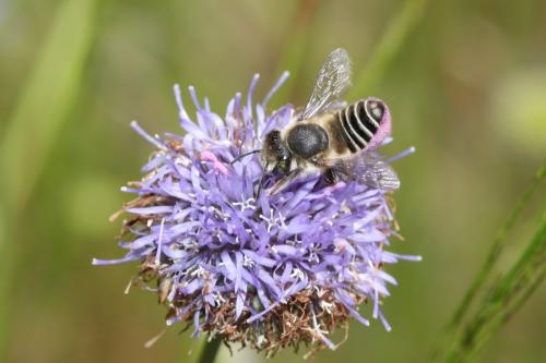 Megachile sp.