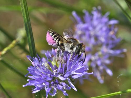 Megachile sp.