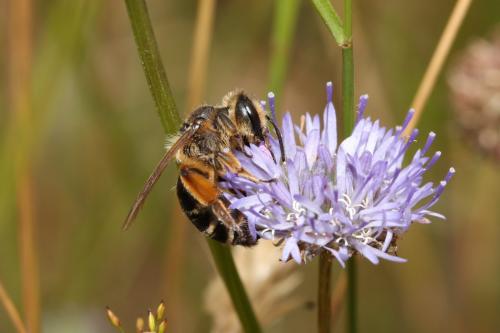Andrena flavipes