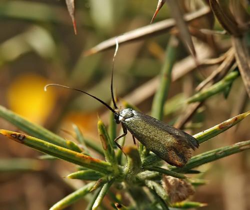 Adela reaumurella