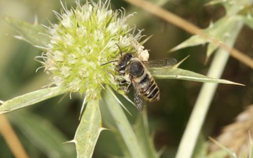 Megachile sp.