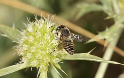 Megachile sp.