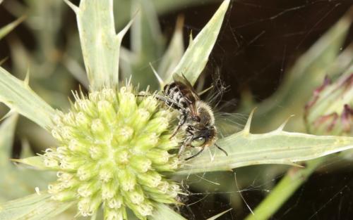 Megachile sp.