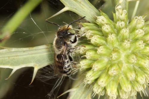 Megachile sp.