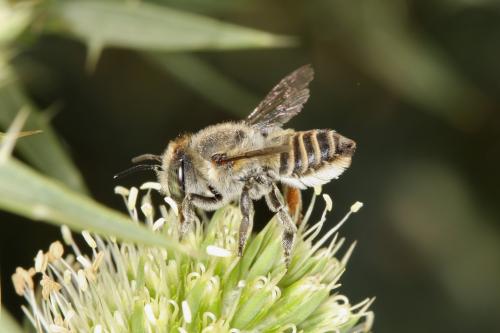 Megachile sp.