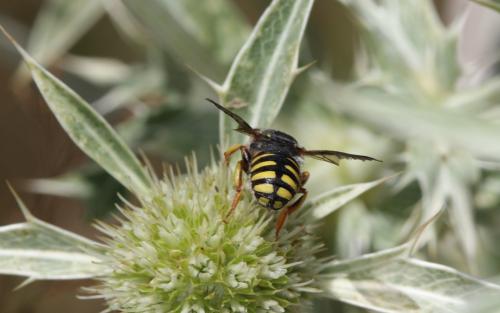 Réf. 53 043 : Anthidium sp.