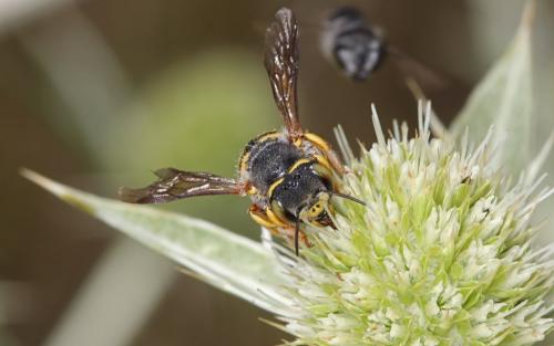 Anthidium sp.
