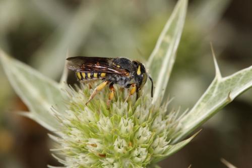 Réf. 53 041 : Anthidium sp.