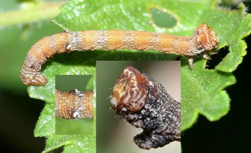 Biston strataria