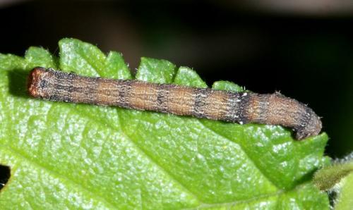 Biston strataria
