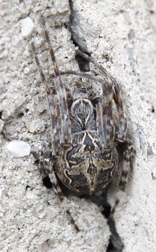 Larinioides sclopetarius