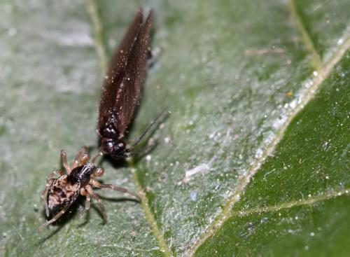 Dictyna sp.