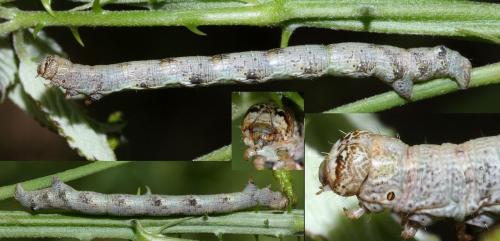 Réf. 53 548 : Agriopis sp.