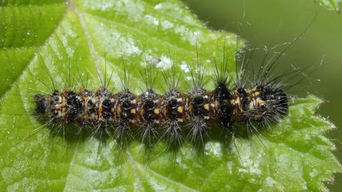 Acronicta rumicis