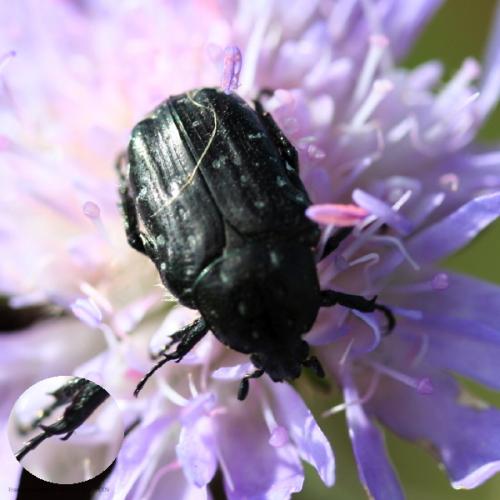 Oxythyrea funesta