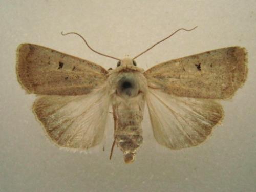Réf. 53 653 : Chersotis margaritacea