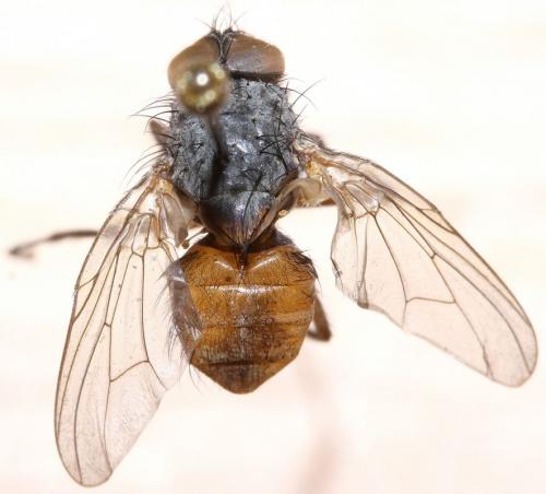Réf. 53 010 : Phaonia bitincta