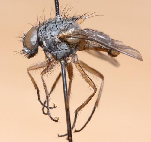 Réf. 53 011 : Phaonia bitincta