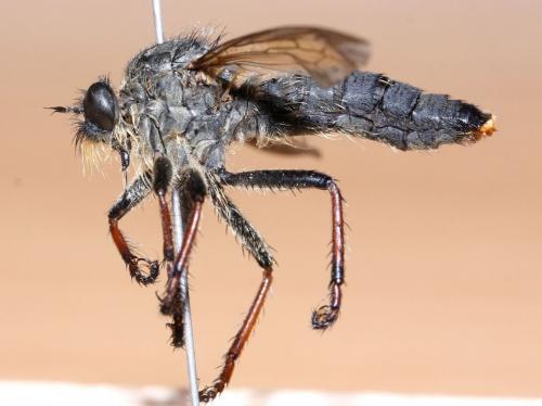 Antipalus varipes