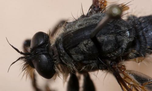 Antipalus varipes