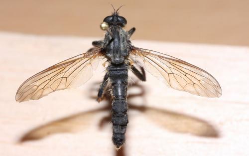 Antipalus varipes