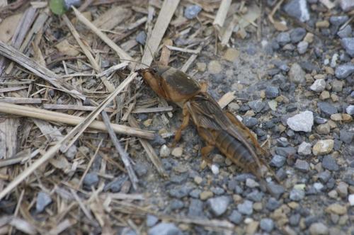 Gryllotalpa sp.