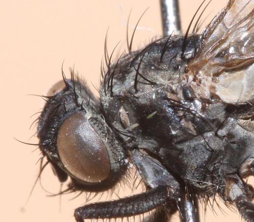 Phaonia trimaculata