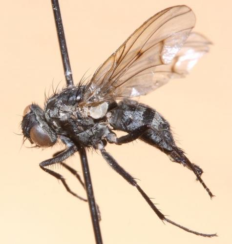 Phaonia trimaculata