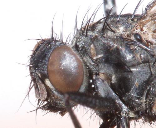 Phaonia trimaculata