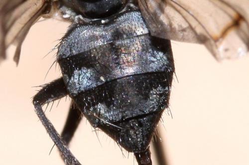 Phaonia trimaculata