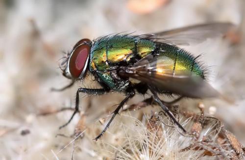 Réf. 53 456 : Lucilia ampullacea