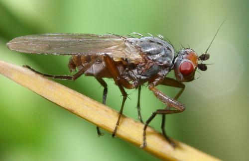 Eccoptomera sp.